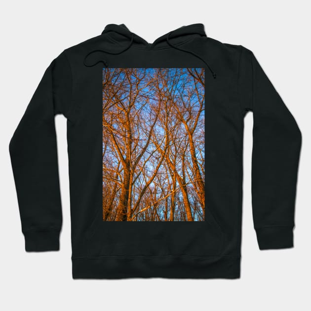 Winter landscape - frosty trees in snowy forest in the sunny morning. Tranquil winter nature in sunlight Hoodie by Olga Berlet